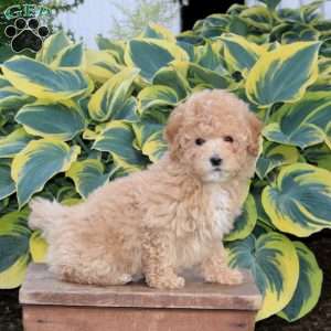 Honey, Maltipoo Puppy